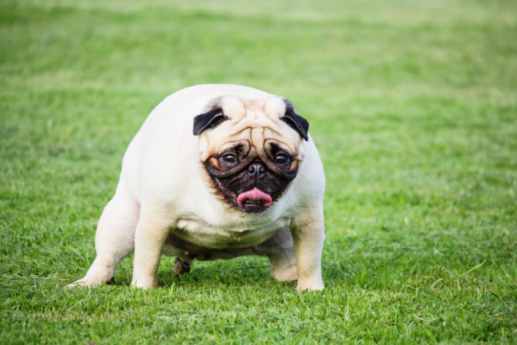 A rotund bulldog making a funny face while pooping