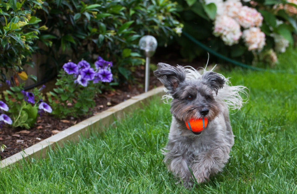 A cute little grey dog running through the grass with a red ball in its mouth