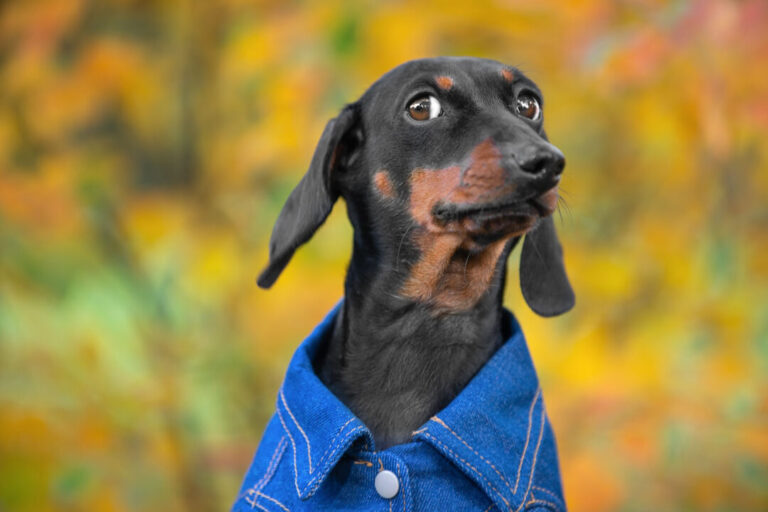 A black and brown dog wearing a jean jacket with a suspicious look on his face.